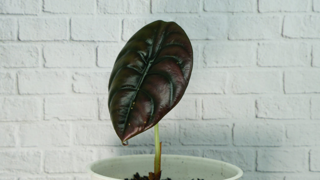 alocasia soorten red secret