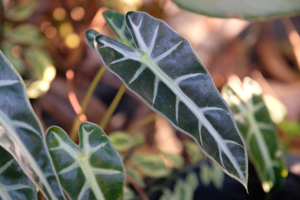 alocasia soorten sanderiana