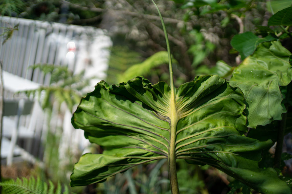 alocasia soorten stingray