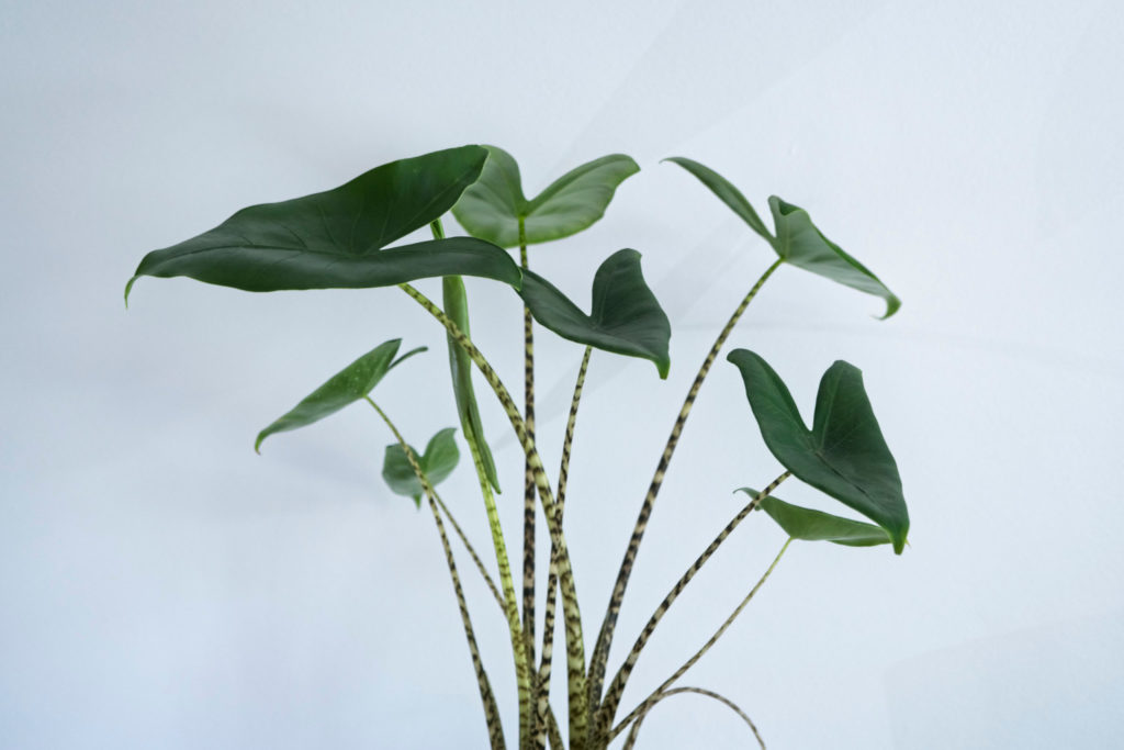 Alocasia soorten zebrina