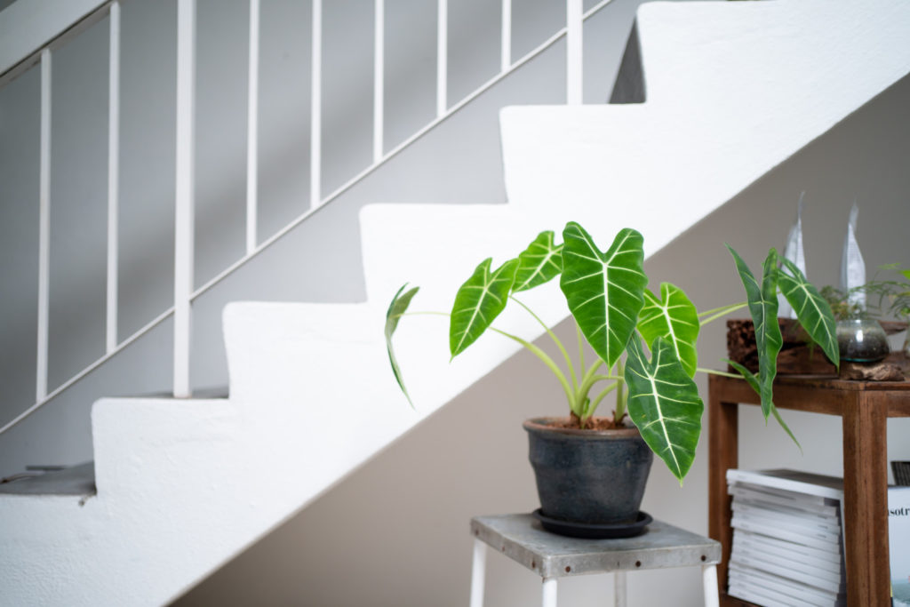 alocasia verzorging