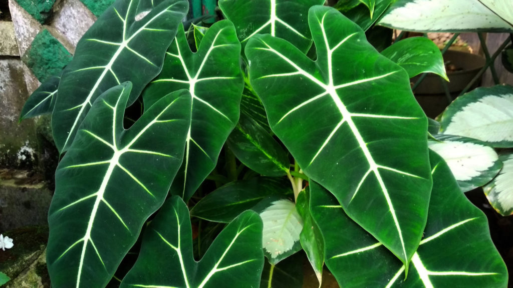 alocasia verzorging