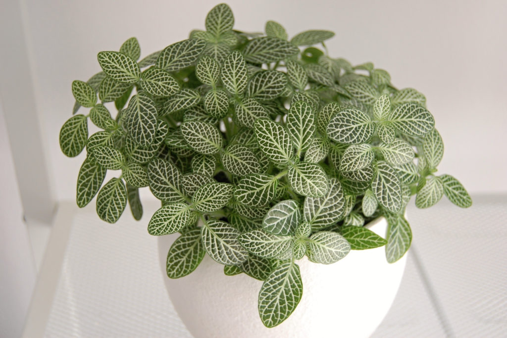 fittonia