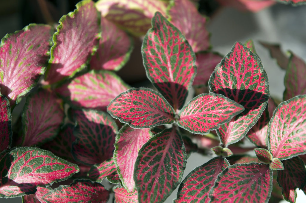 Fittonia albivenis