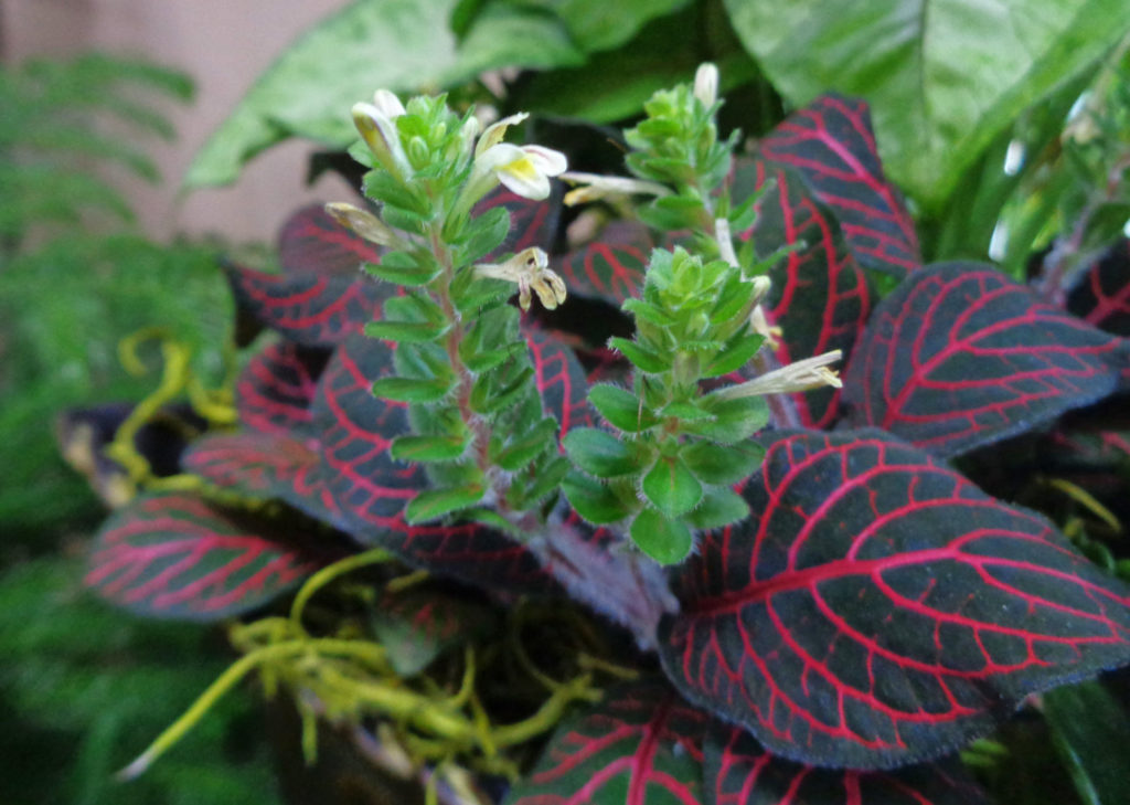 Blumen auf der Fittonia