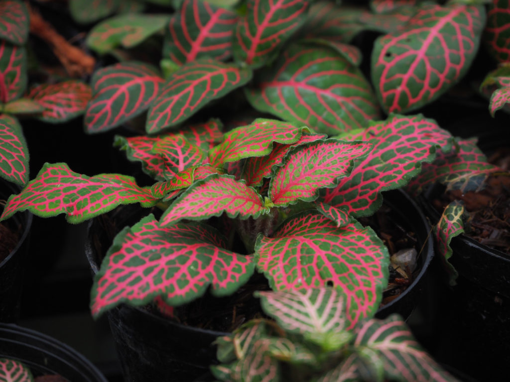 fittonia