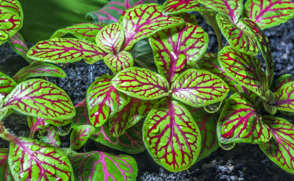 fittonia Lichtbedarf