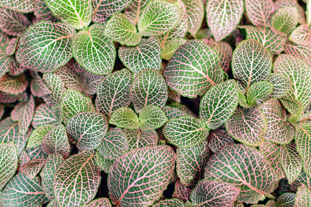 Fittonia rosa