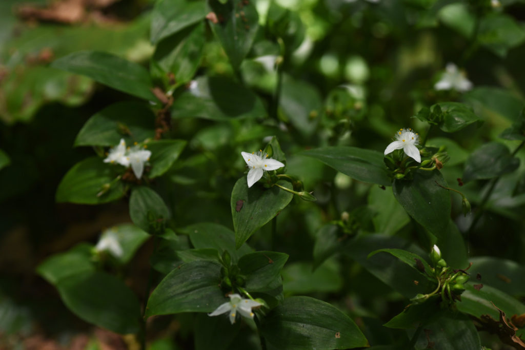 groene tradescantia