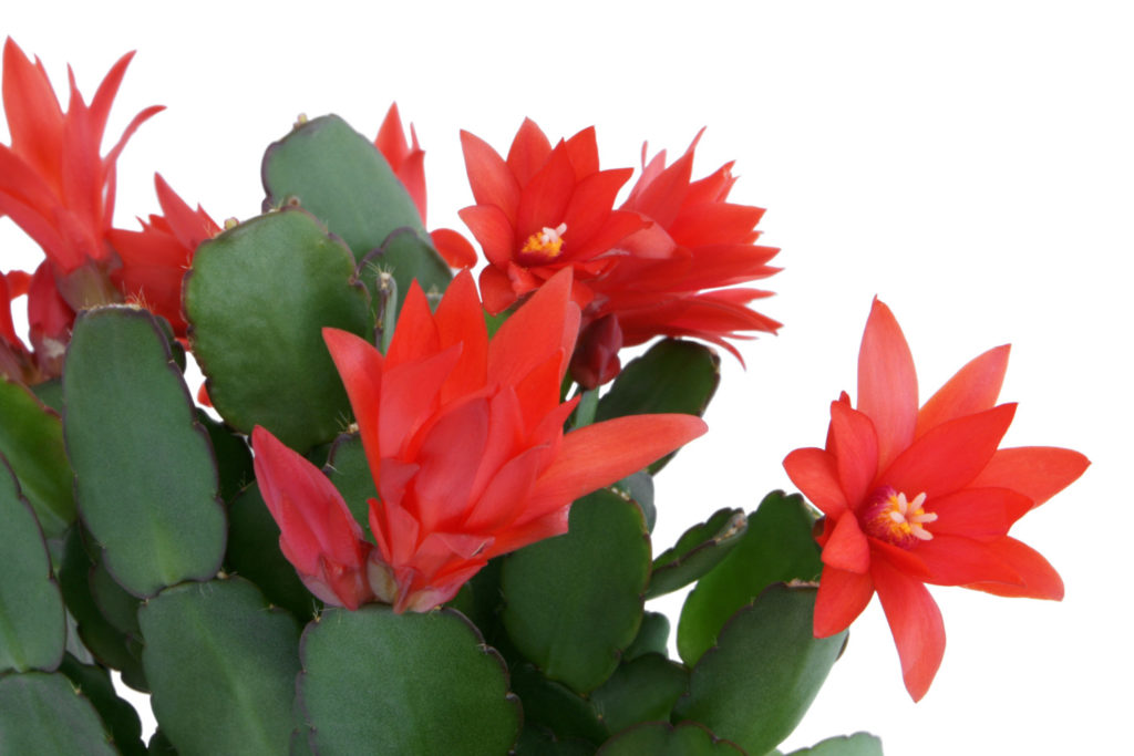 lidcactus