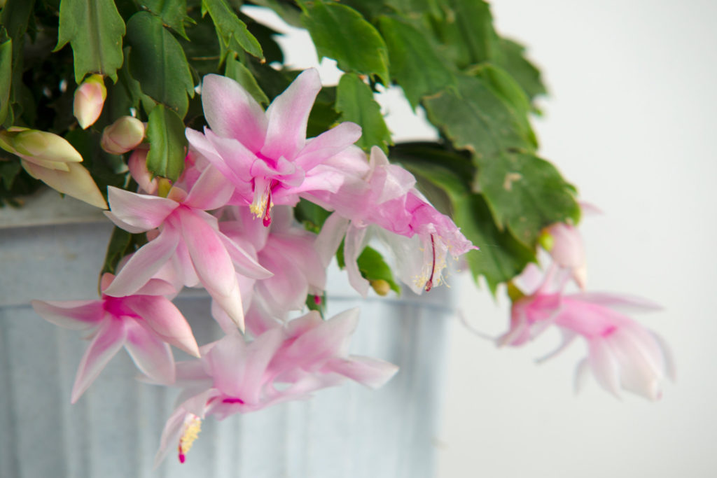 lidcactus met roze bloemen