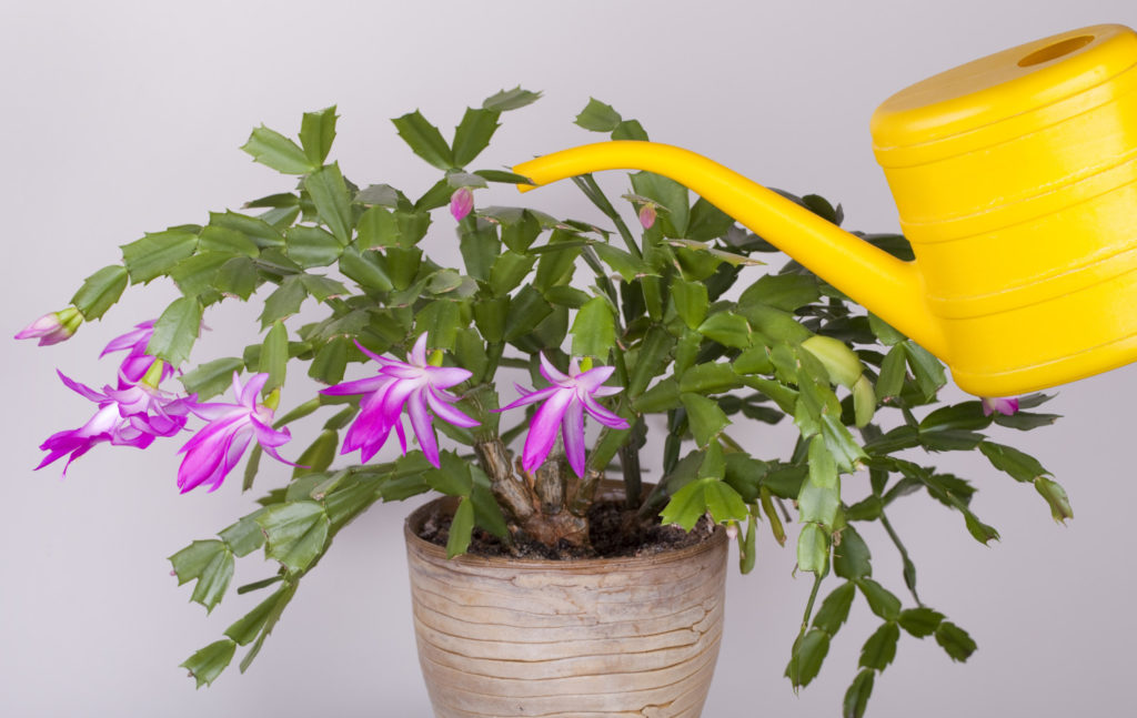 lidcactus water geven
