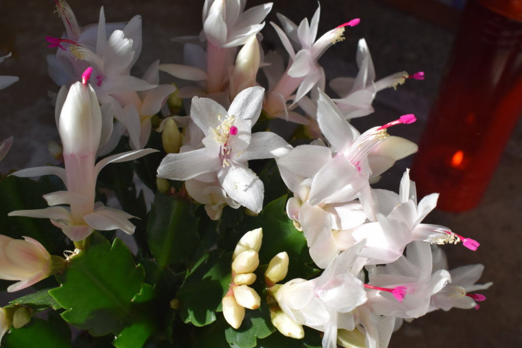 lidcactus witte bloemen