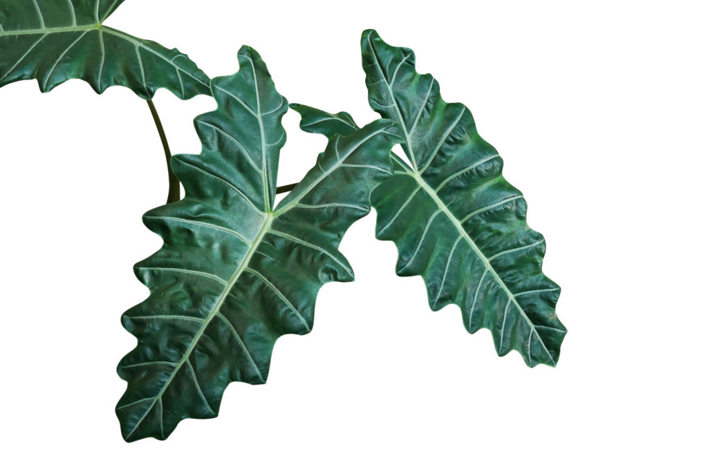 olifantsoor plant