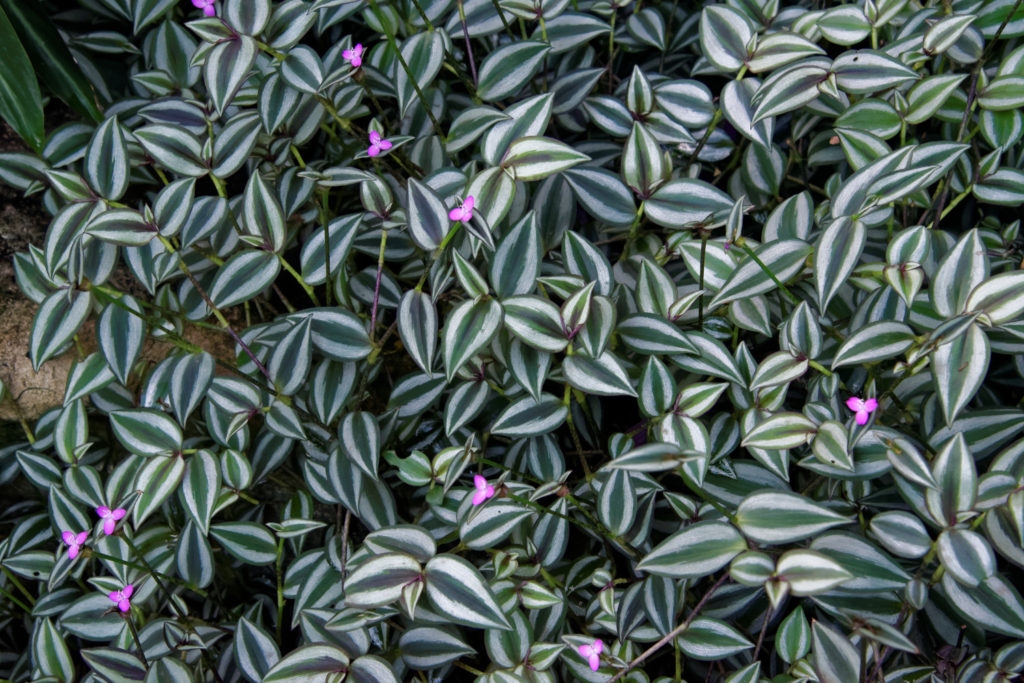 tradescantia