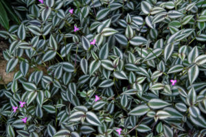 tradescantia