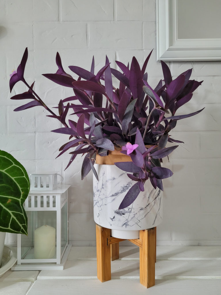 paarse tradescantia in pot
