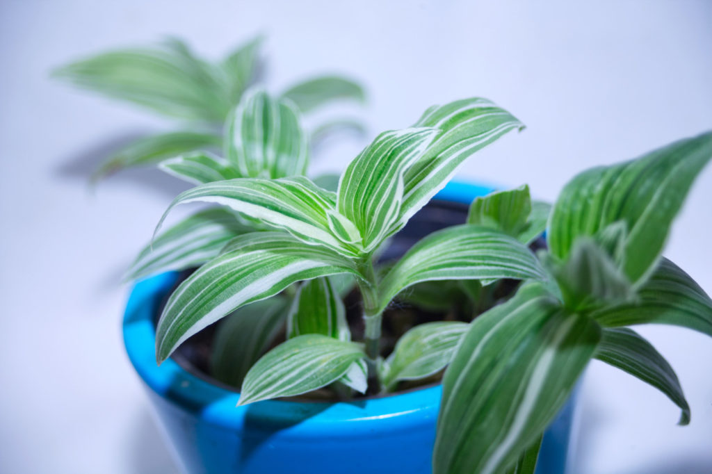 kleine tradescantia in blauwe pot