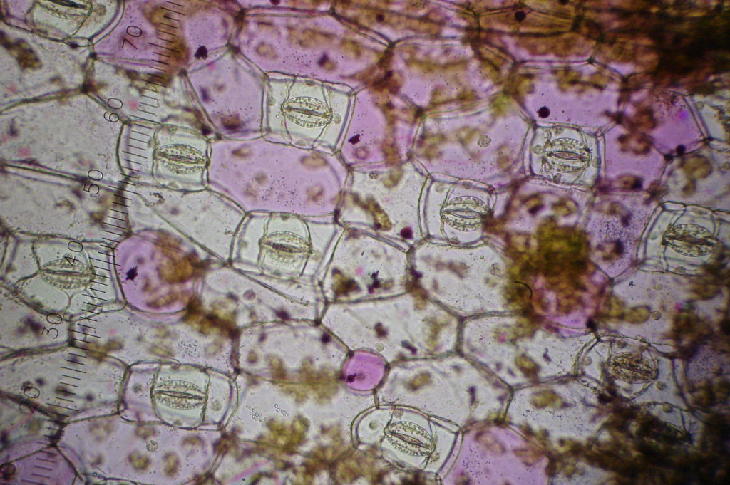 tradescantia onder de microscoop