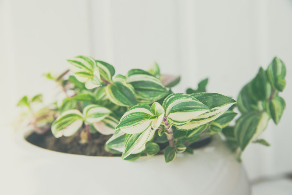 tradescantia verzorging