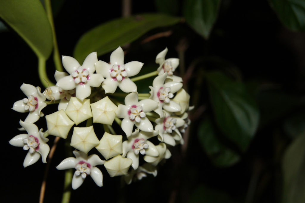 Hoya-Arten Australis