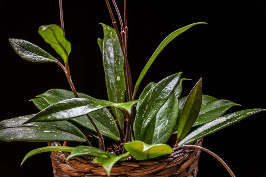 Hoya-Arten Pubicalyx