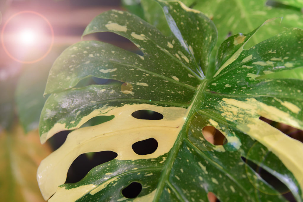 Monstera soorten Thai Constellation