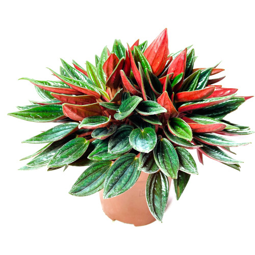 Peperomia Caperata