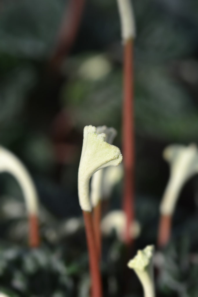 Blüte der Peperomia Caperata