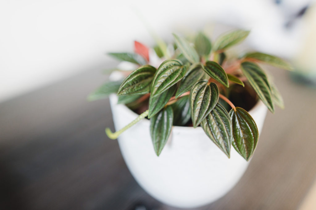 Peperomia Caperata Pflege