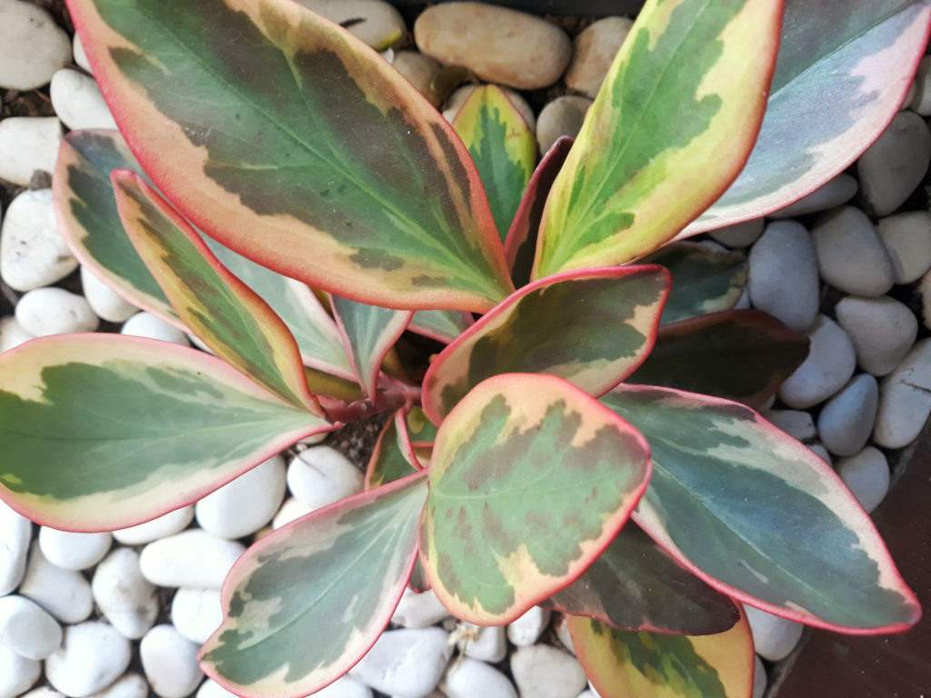 Peperomia Clusiifolia