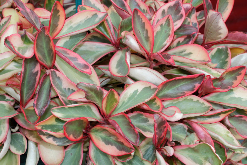 Peperomia Clusiifolia