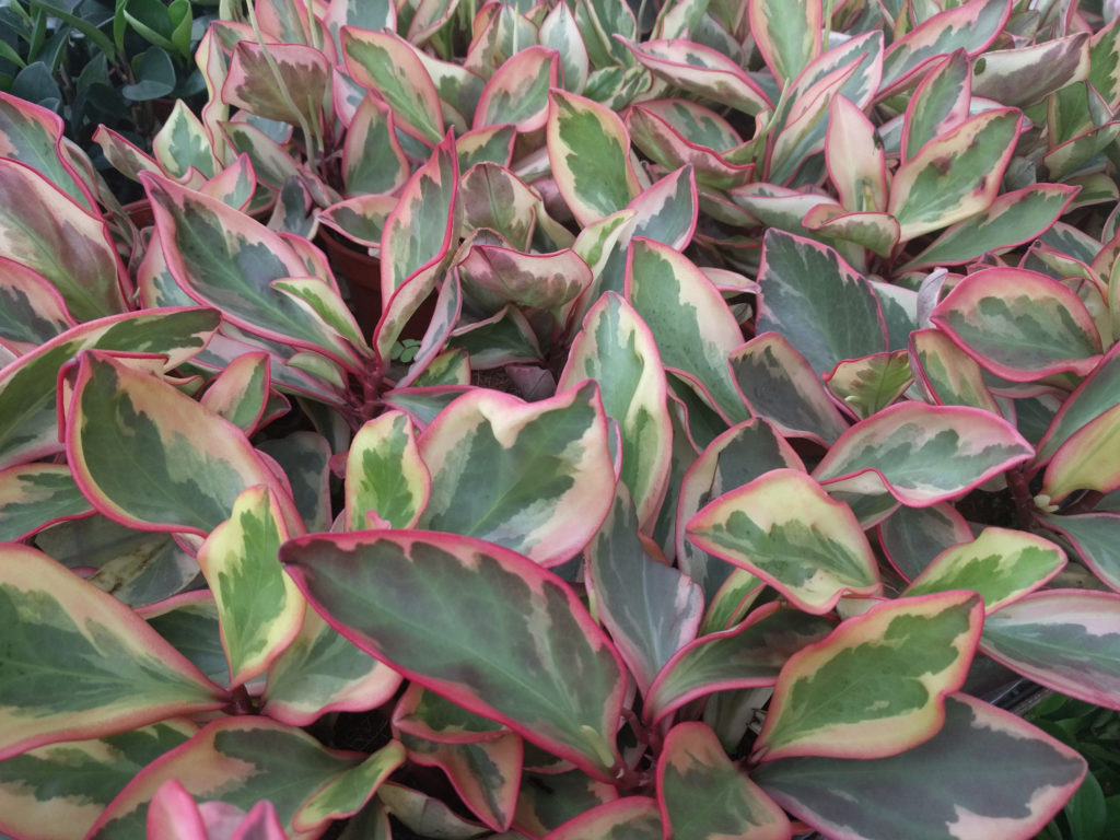 Peperomia Clusiifolia Pflege