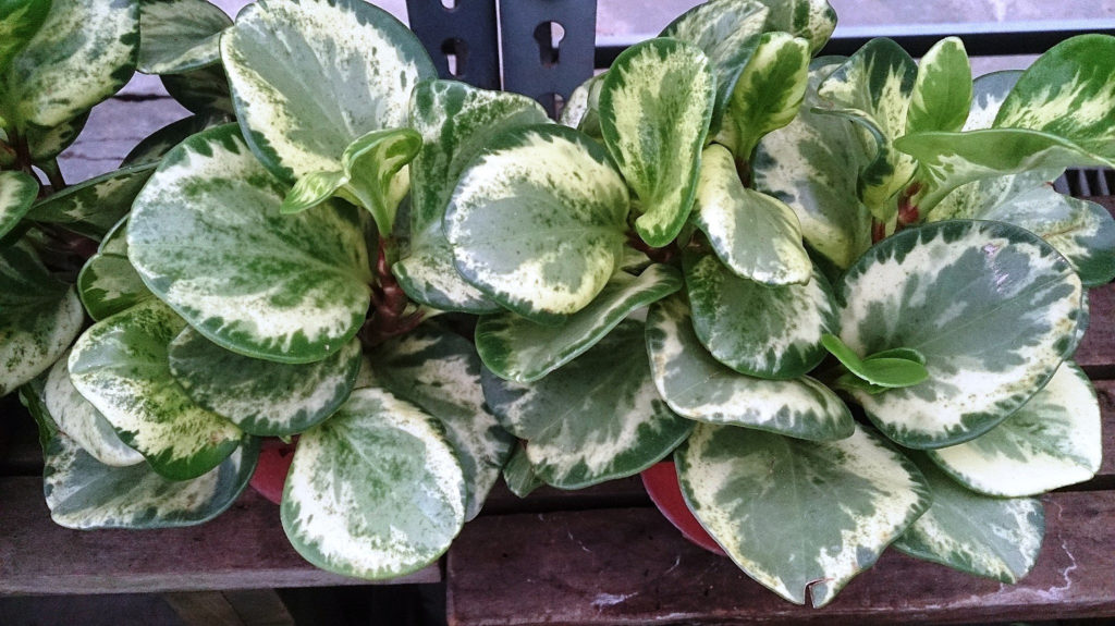Peperomia Obtusifolia vermehren