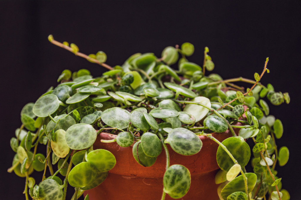 Peperomia Prostrata vermehren