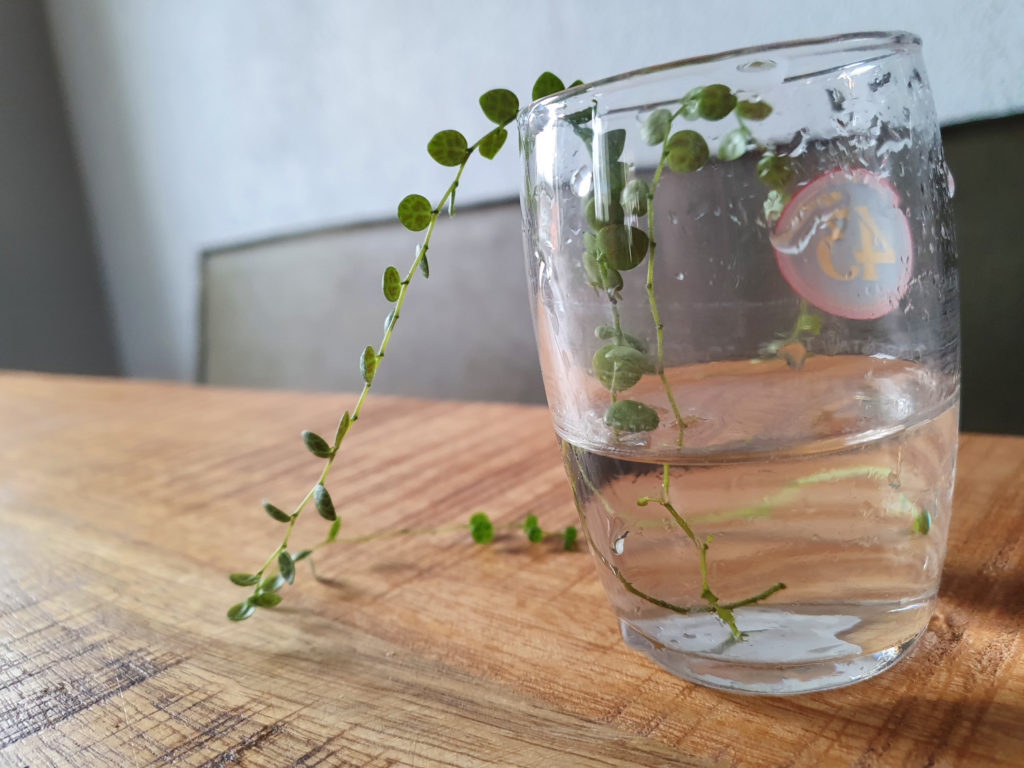 Peperomia Prostrata-Stecklinge in Wasser