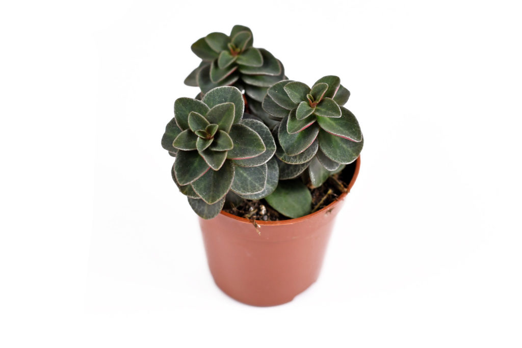 Peperomia verticillata