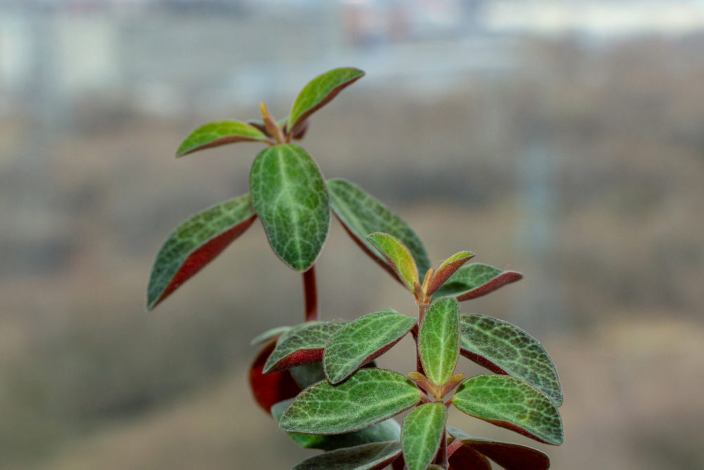 Peperomia Verticillata Rotes Holz