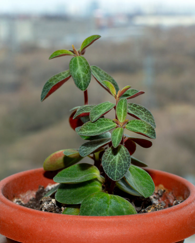 Peperomia verticillata