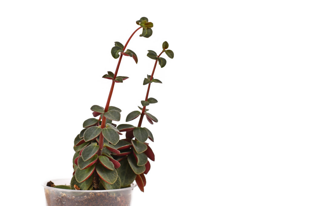 Peperomia Verticillata vermehren