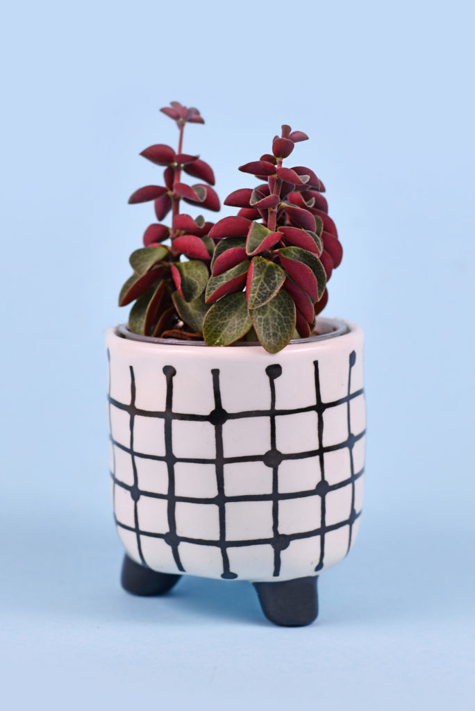 Peperomia Verticillata Rotes Holz Pflege