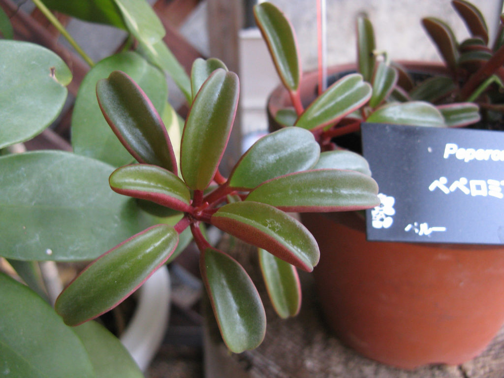 Peperomia graveolens im Topf