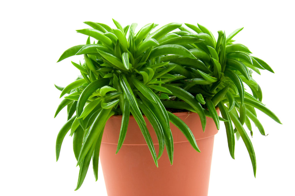 Peperomia happy bean Pflege