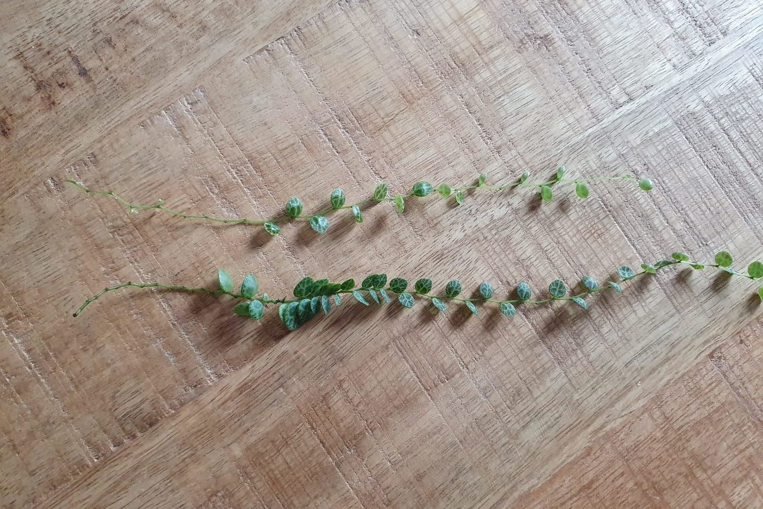 Stecklinge von Peperomia Prostrata