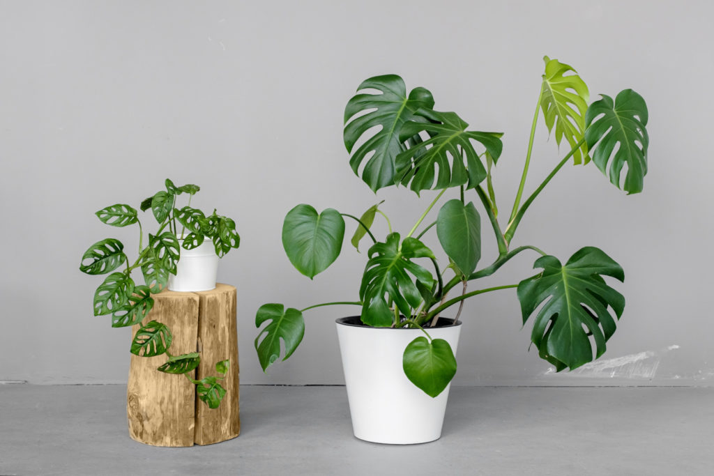 gatenplant