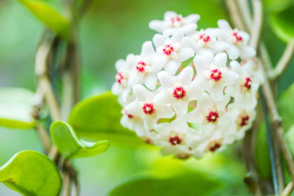 hoya