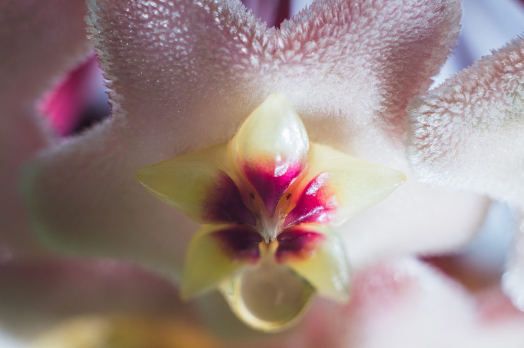 hoya blume nahaufnahme