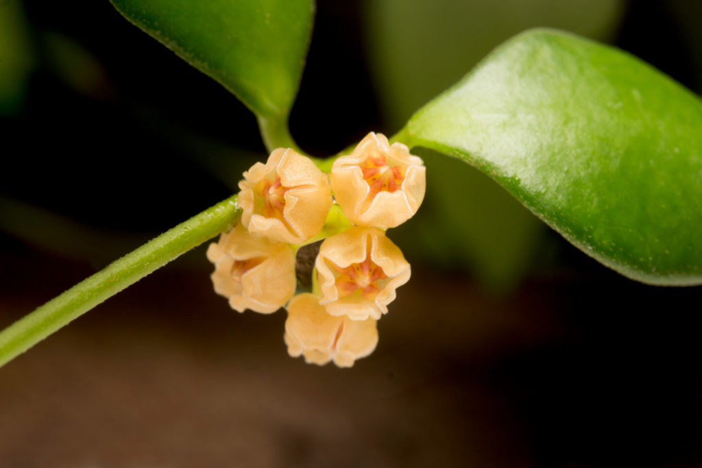 Hoya heuschkeliana