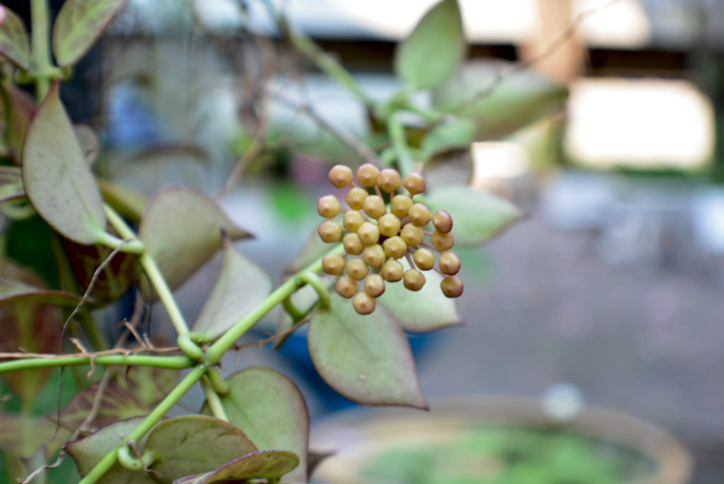 Hoya-Art obovata