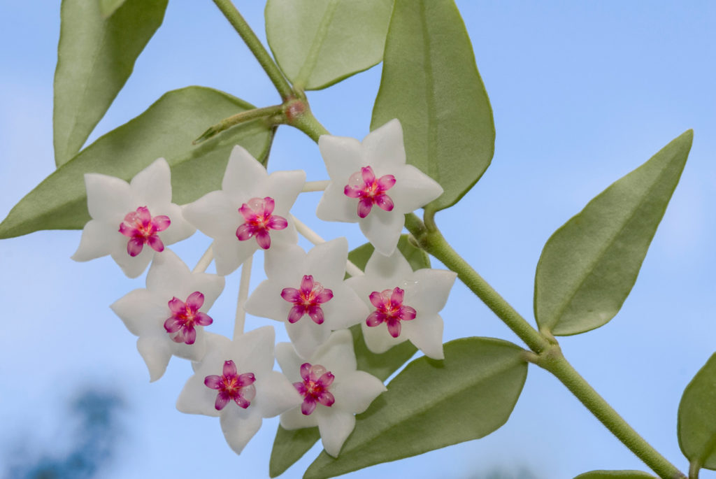 Hoya-Arten bella